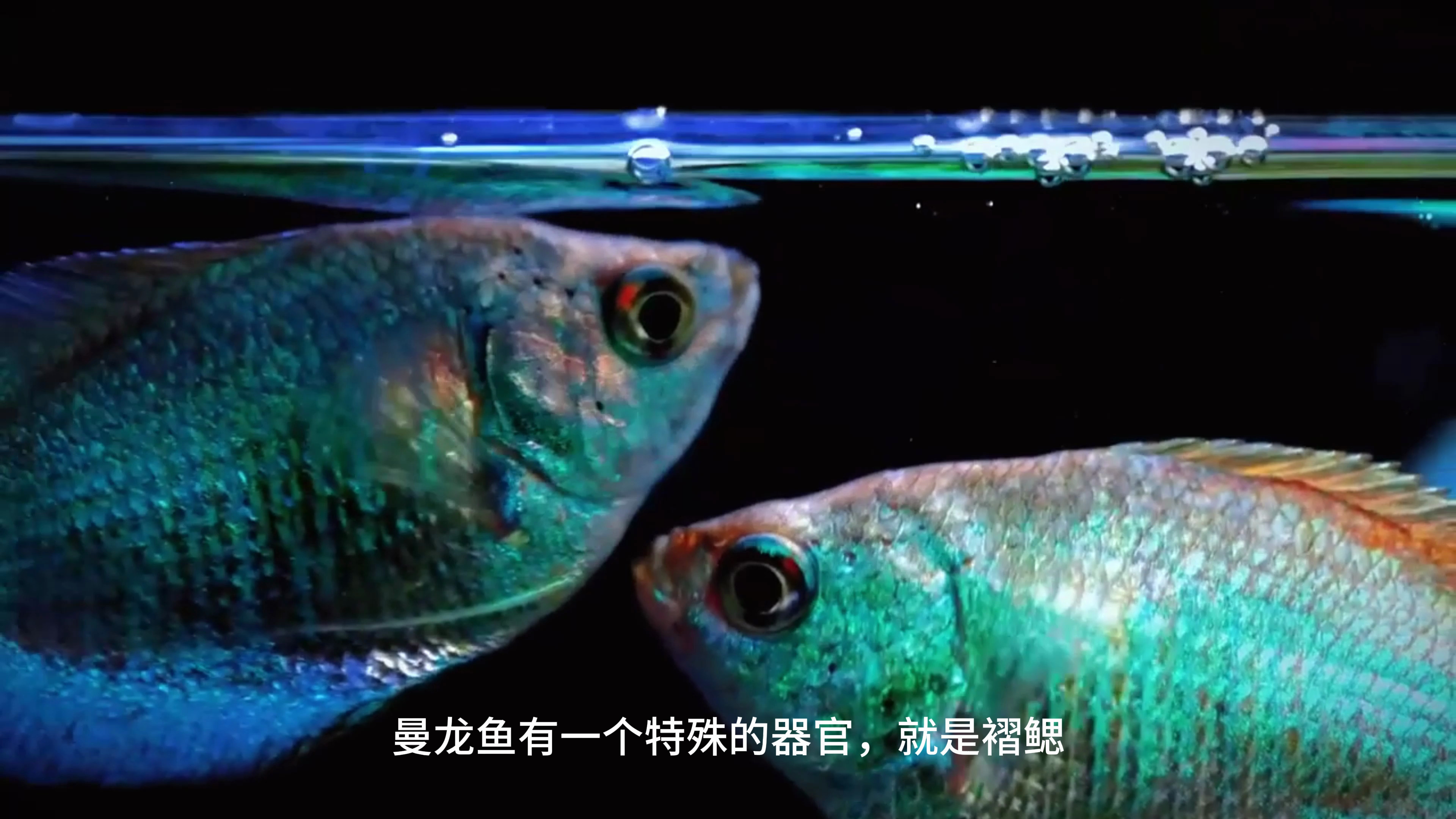 曼龙鱼的养殖秘诀:水温、水质和喂食