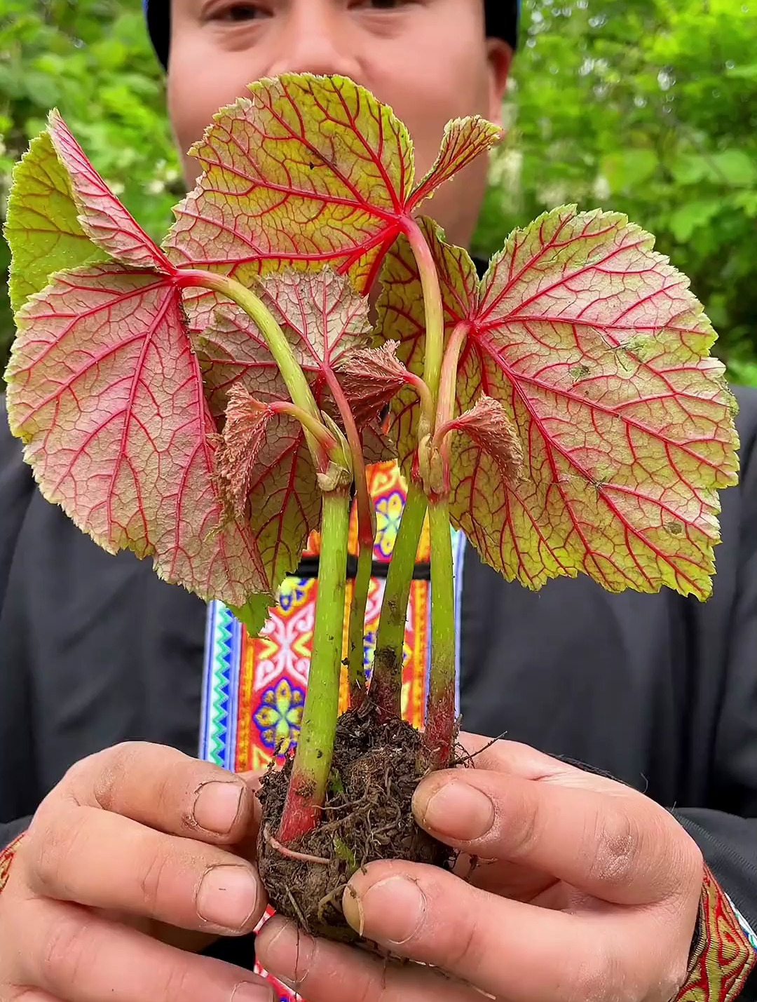 一口血植物相似度多要细心地辨认……-度小视