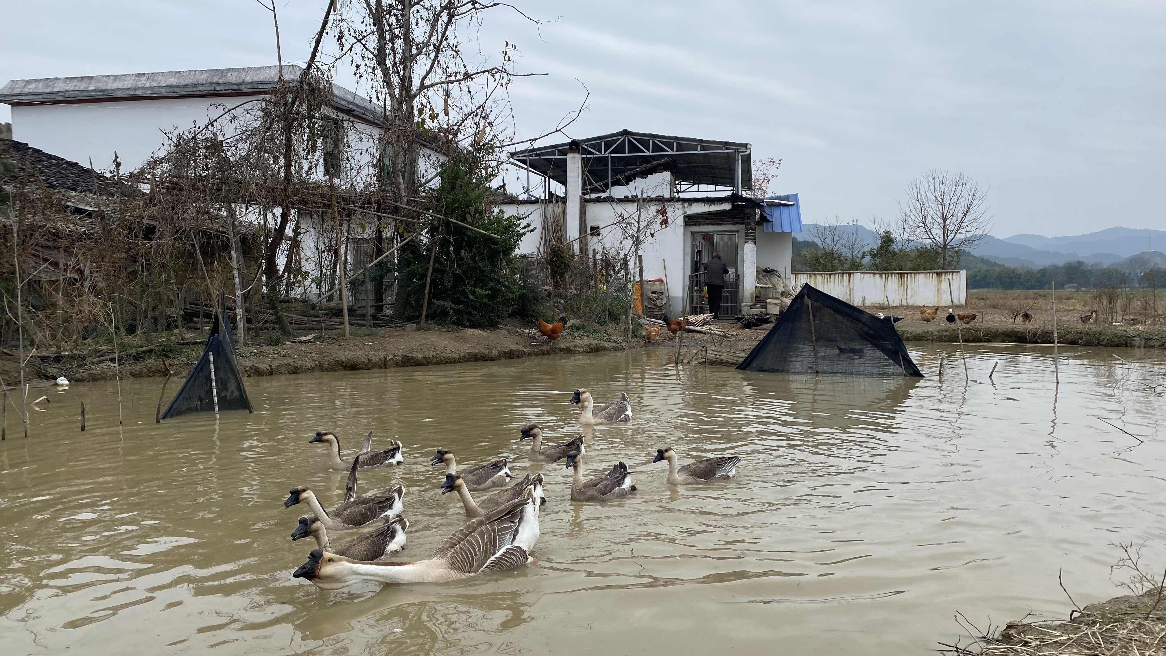 大叔从小开始养鹅已有40年,不花一分钱饲料钱,4个月能长到30斤