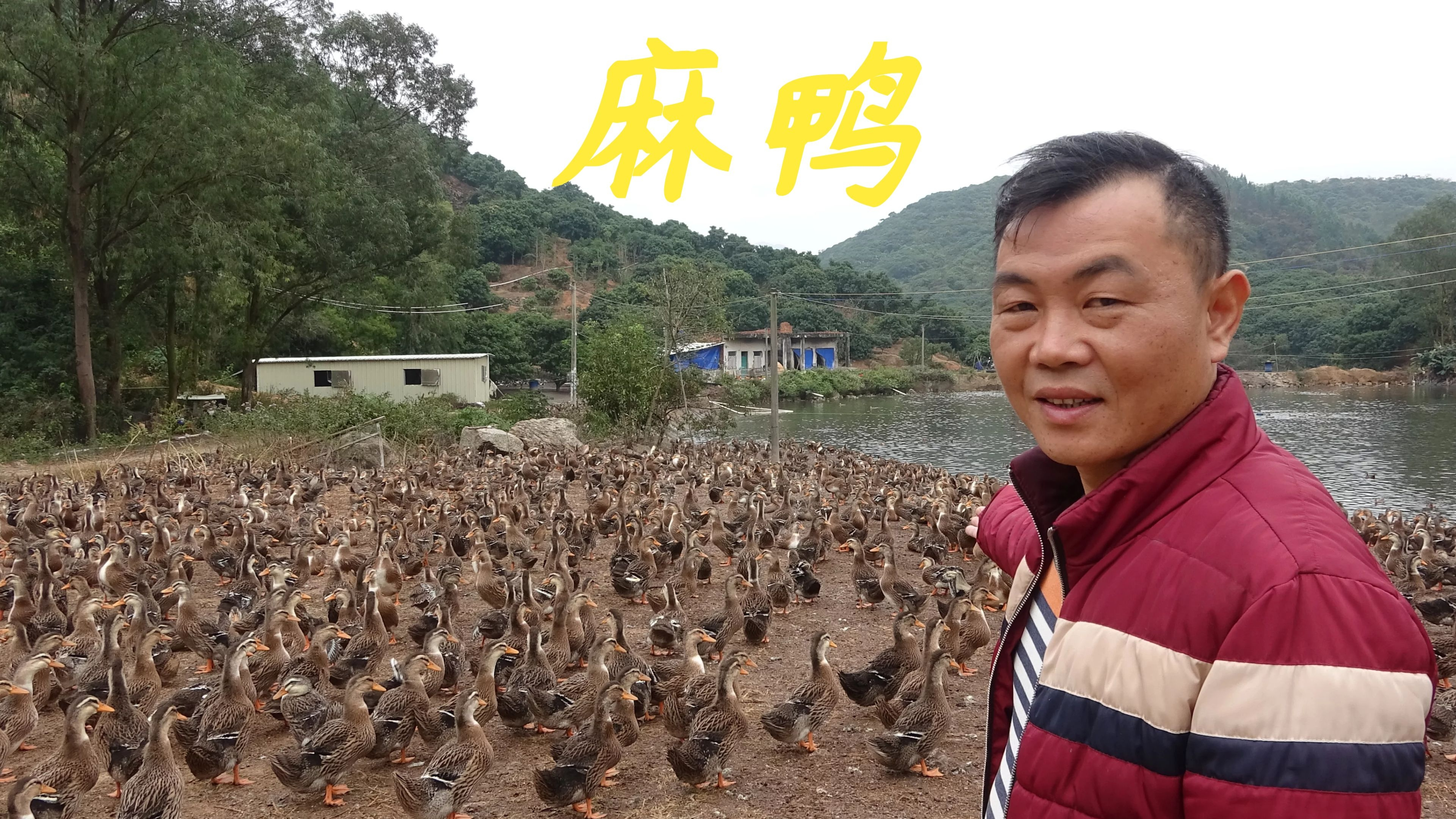 老林今天给大家讲讲番鸭,麻鸭最近价格,网友们你那边肉鸭什么价