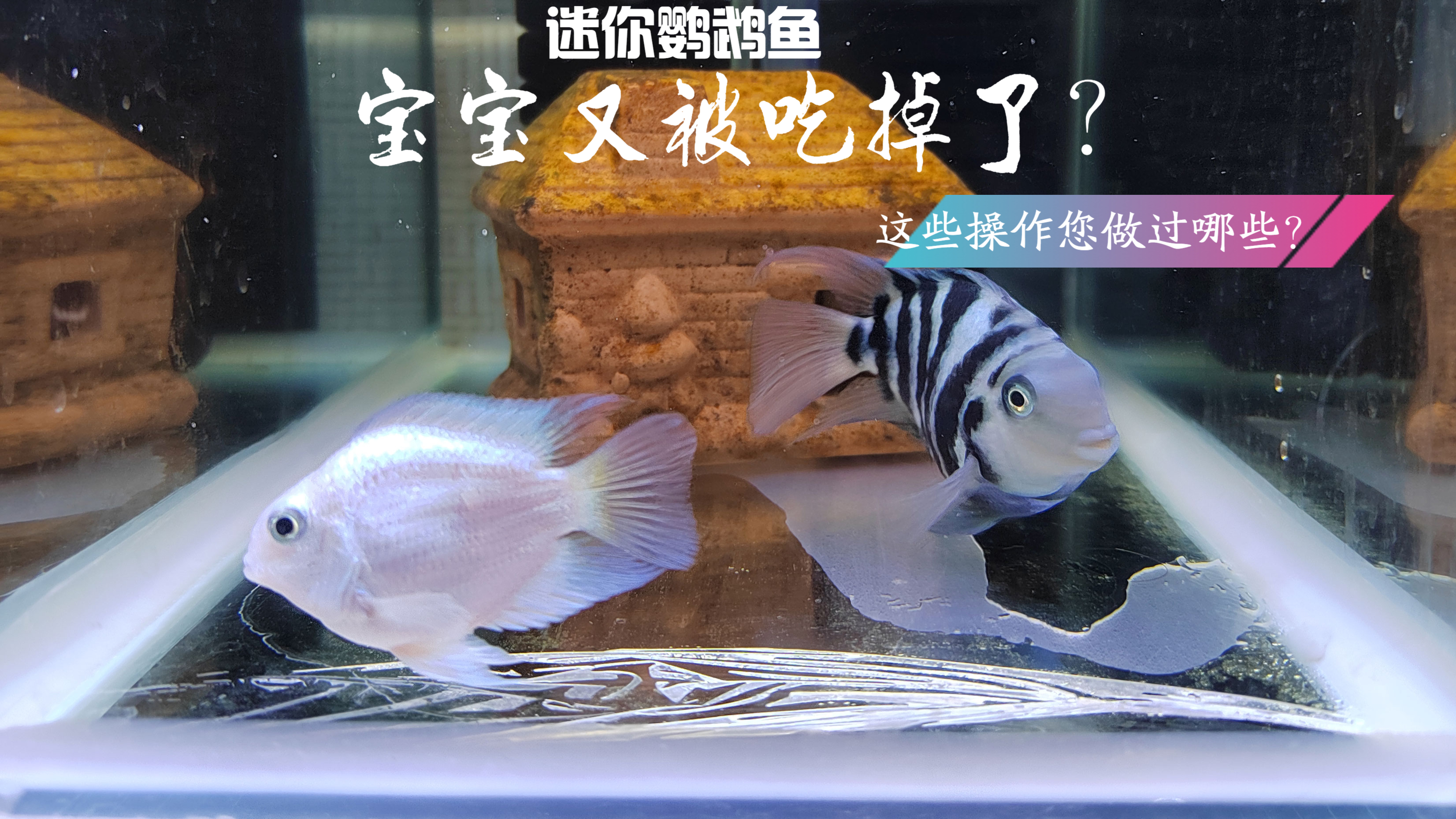 迷你鹦鹉鱼鱼苗又被吃掉了?您是否做过这些事情