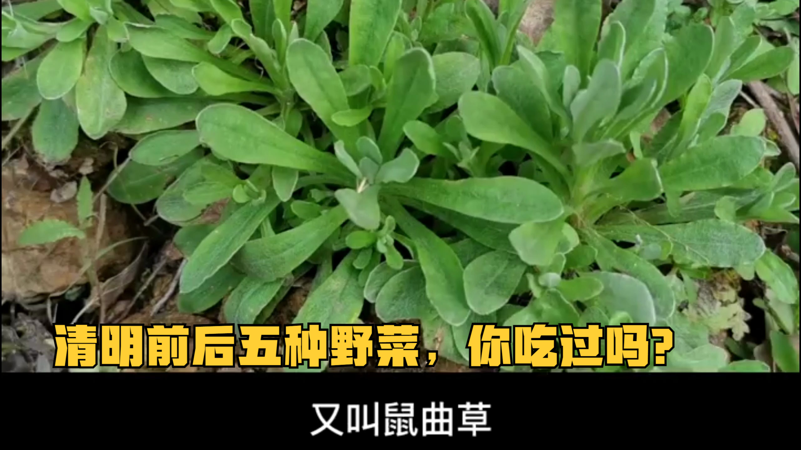 清明前后五种野菜,你吃过吗?