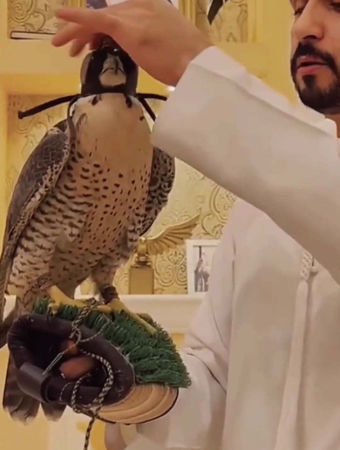 迪拜土豪专属宠物鹰隼,一年保养费可买一辆宝马,一只可换一套房-度小
