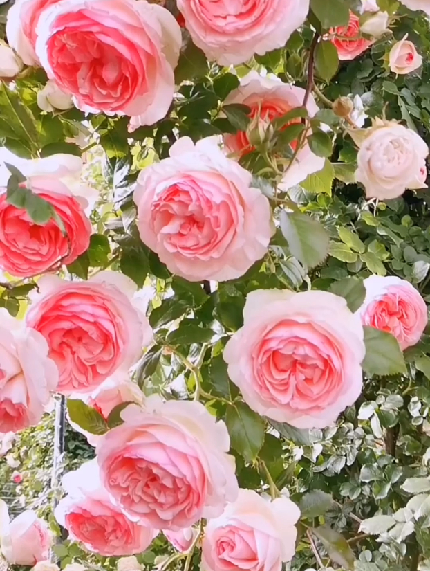 粉色龙沙宝石是月季里的一种藤本月季,株型高大,非常茂盛