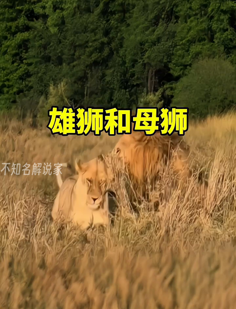 新狮王如何对待母狮