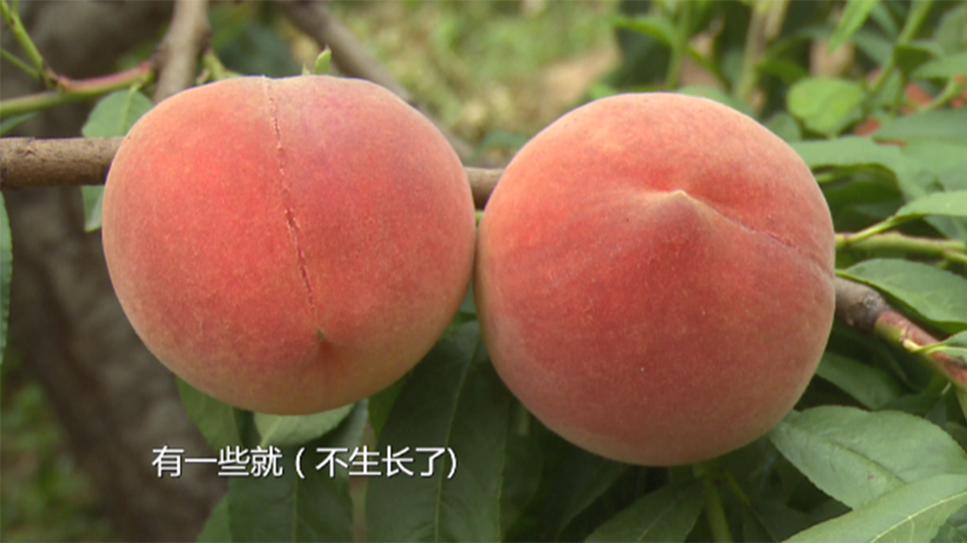 “安宁白凤桃”位列中国十大名果之一,亦是兰州人的心头爱