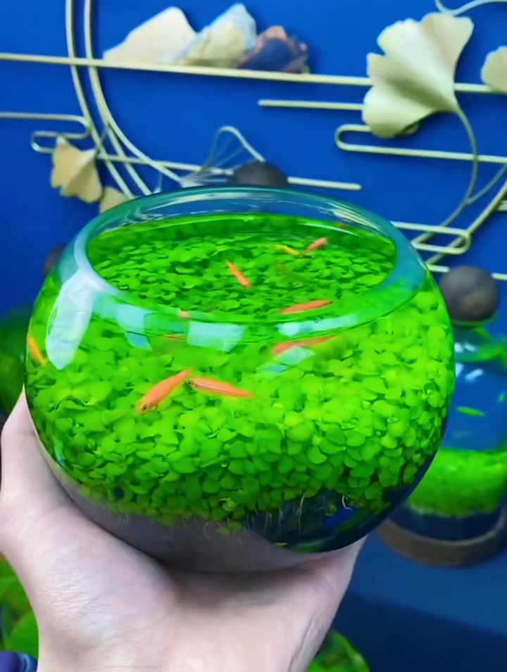 搞来一些优质的水草泥,种植一个赏心悦目的水草缸,四季常青常绿