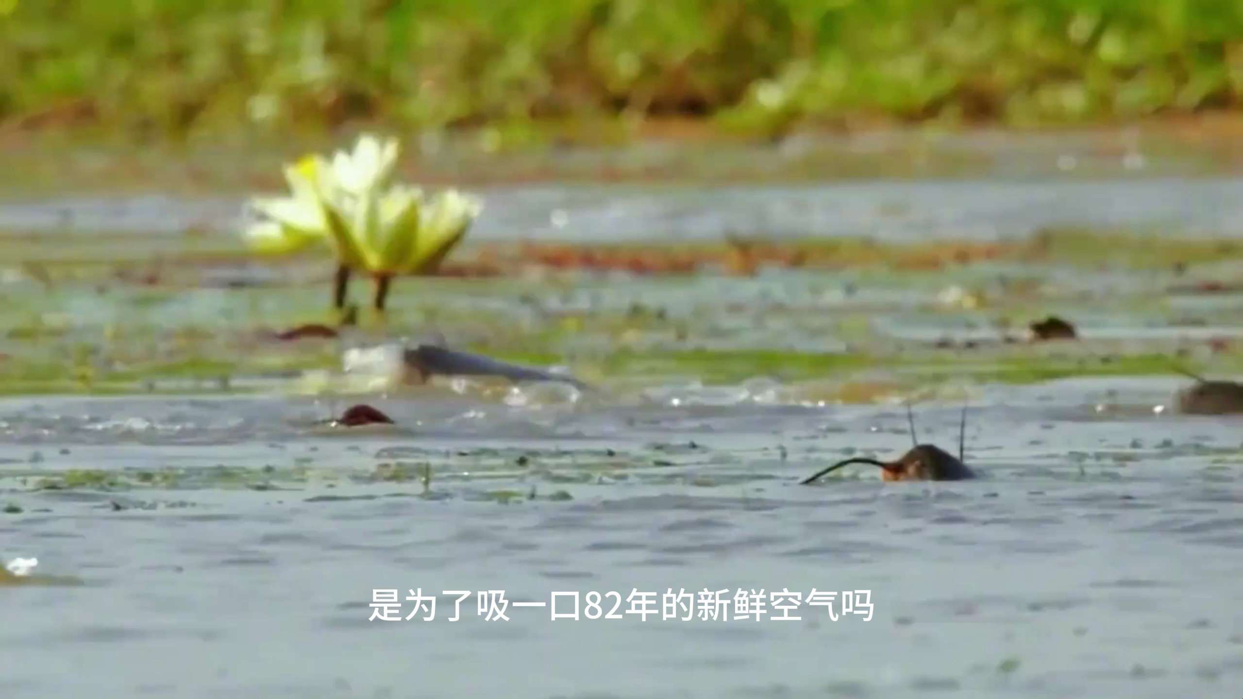 鲶鱼捉鱼也有技术,有鱼的地方就有鸟