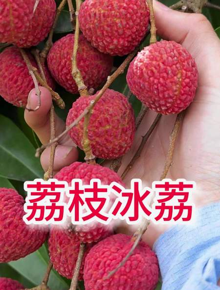 冰荔荔枝嫩滑好吃,大枝嫁接成活率高,红彤彤的,鲜艳好看-度小视