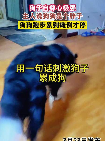 狗子自尊心极强,主人说狗狗是个胖子,狗狗跑步累到瘫倒才停-度小视