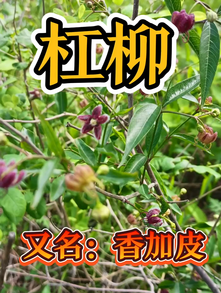 杠柳,是一种萝藦科植物.根皮就是北五加皮,也叫香加皮