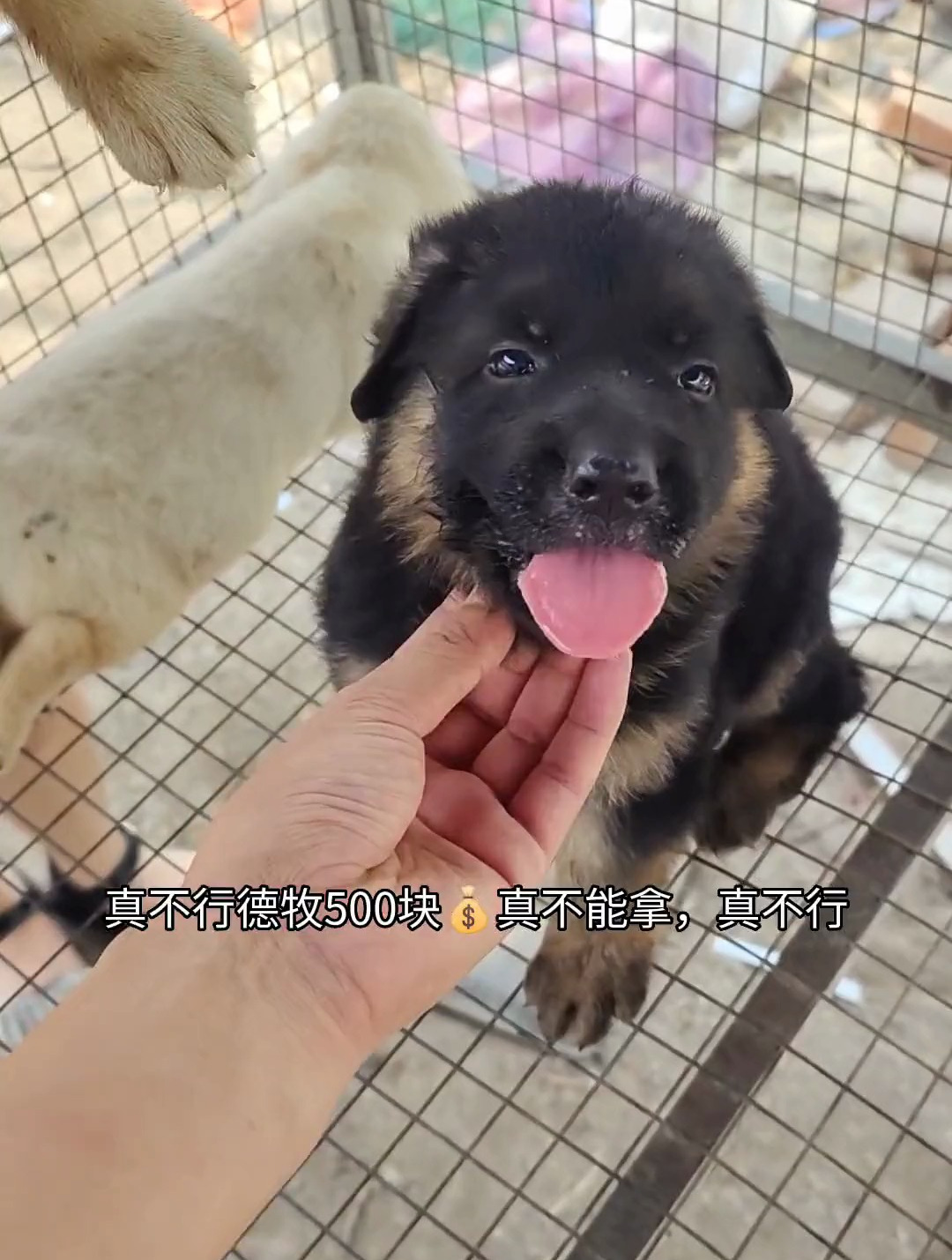 来狗场盘一窝纯种拉布拉多,另预订两只精品小德牧