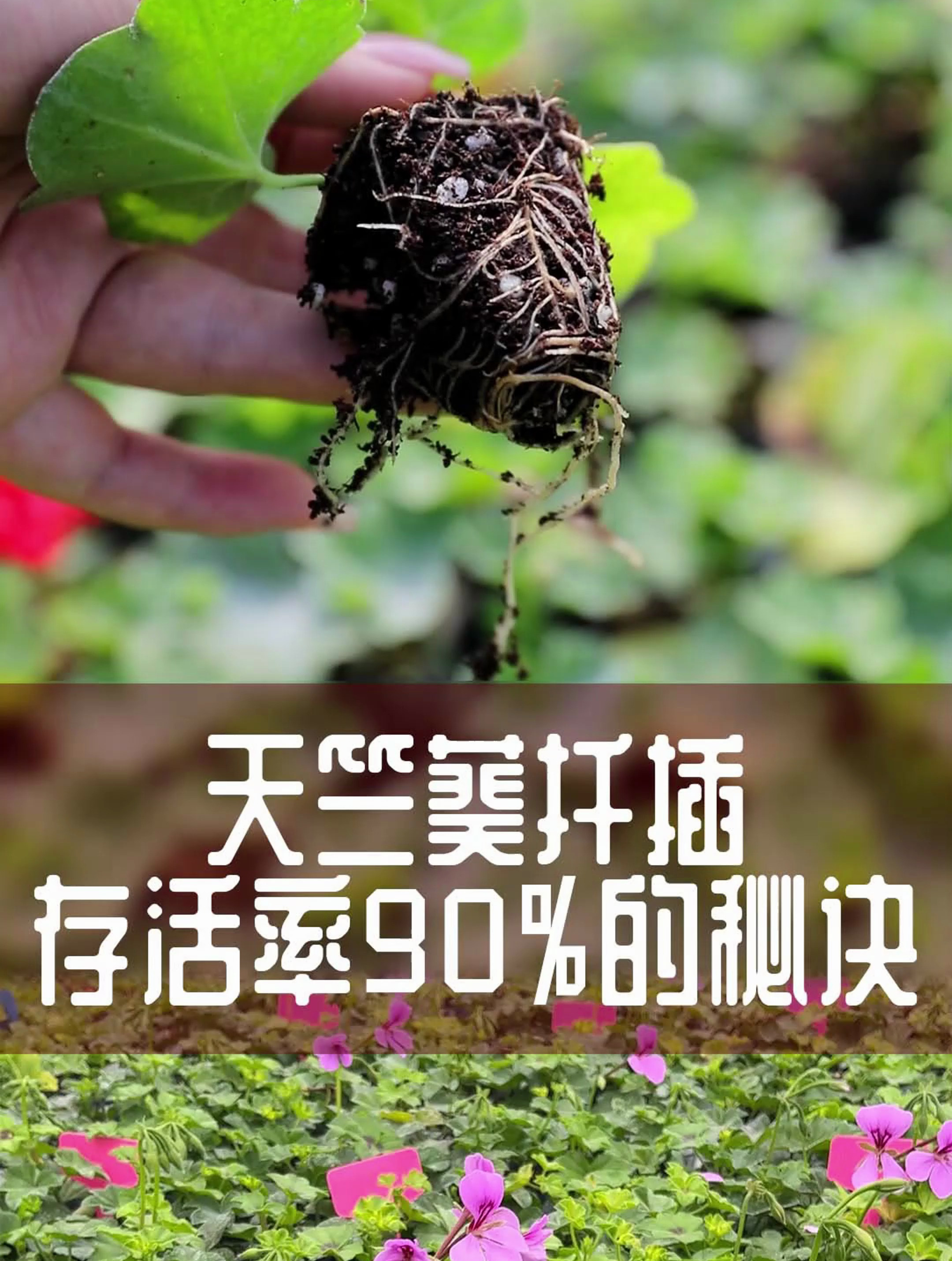 惠惠分享天竺葵扦插秘诀,存活率高达90%左右,赶紧学起来吧!