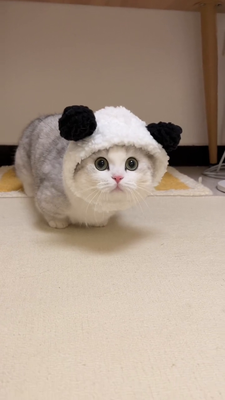 卸妆后的猫墩墩