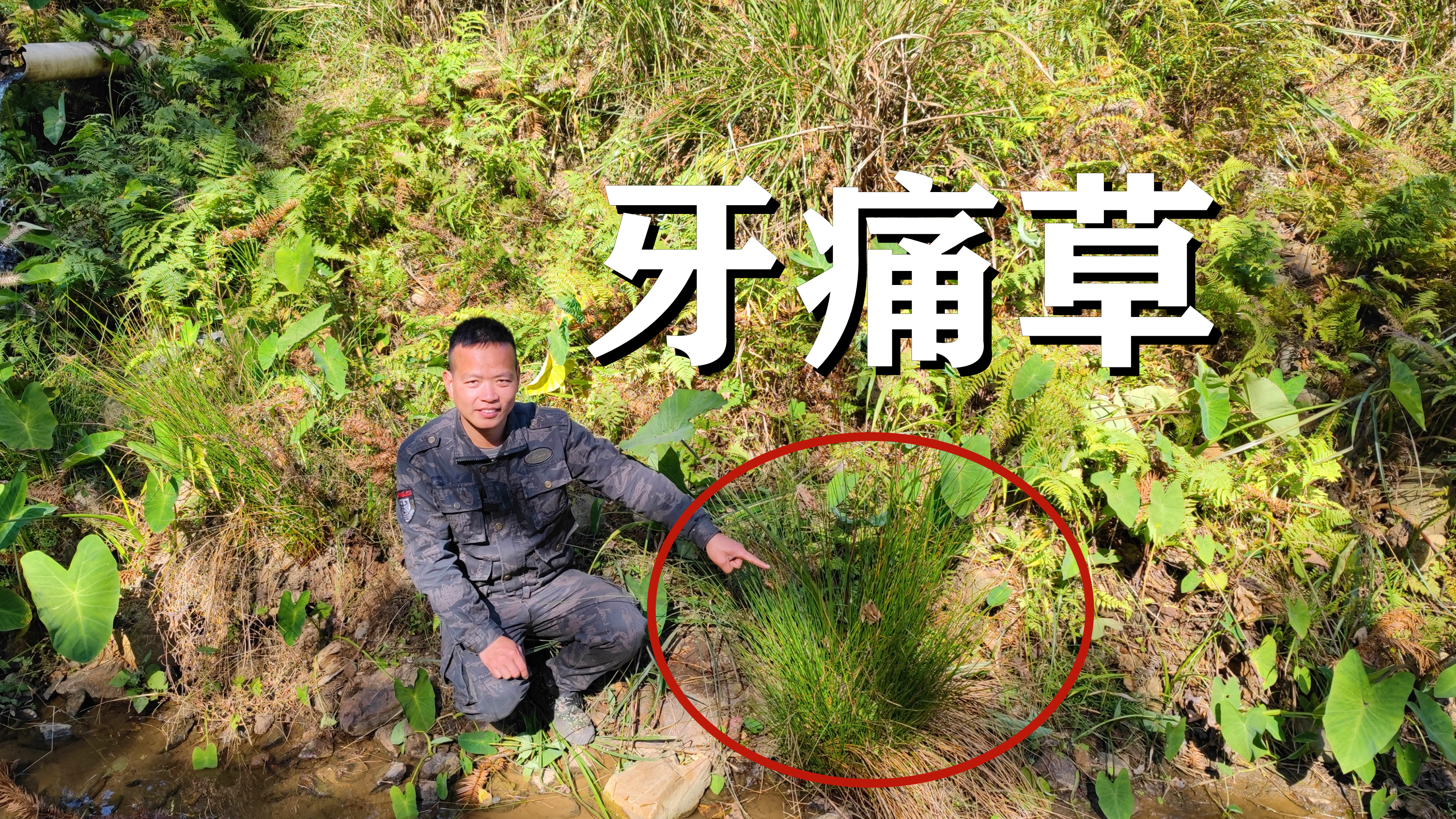 牙痛，牙疼不用愁，来看看农村的“牙痛草”，多了解好处多不吃亏