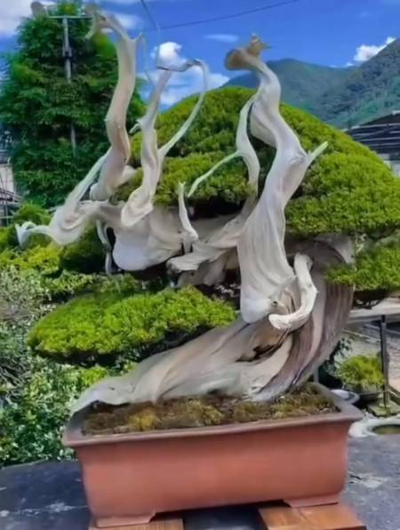 看到朋友家一盆好看的柏树舍利造型,大家有啥好办法可以造型吗-度小视