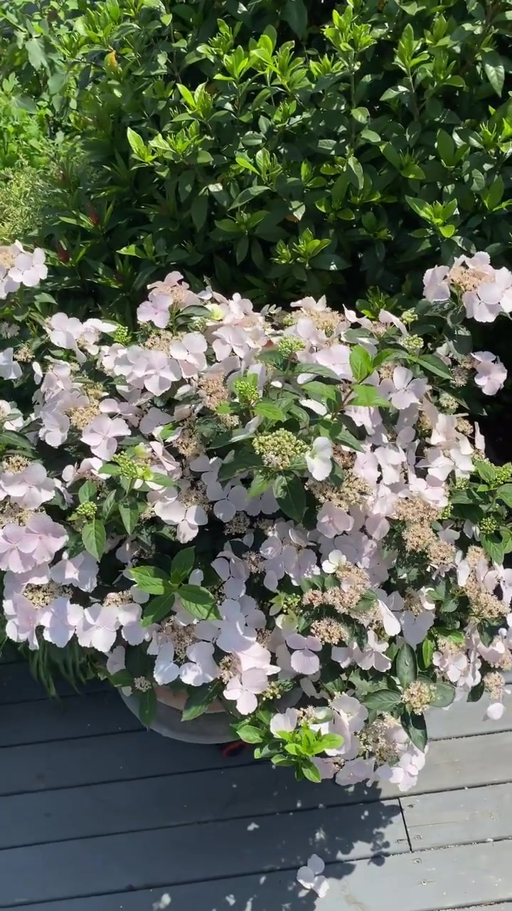 屋顶花园植物——落跑新娘绣球网红