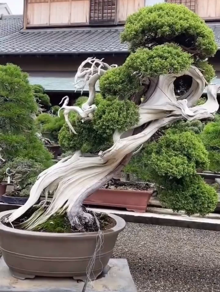 舍利盆景白骨化会增加盆景价值,如何做到呢,详细过程在这里