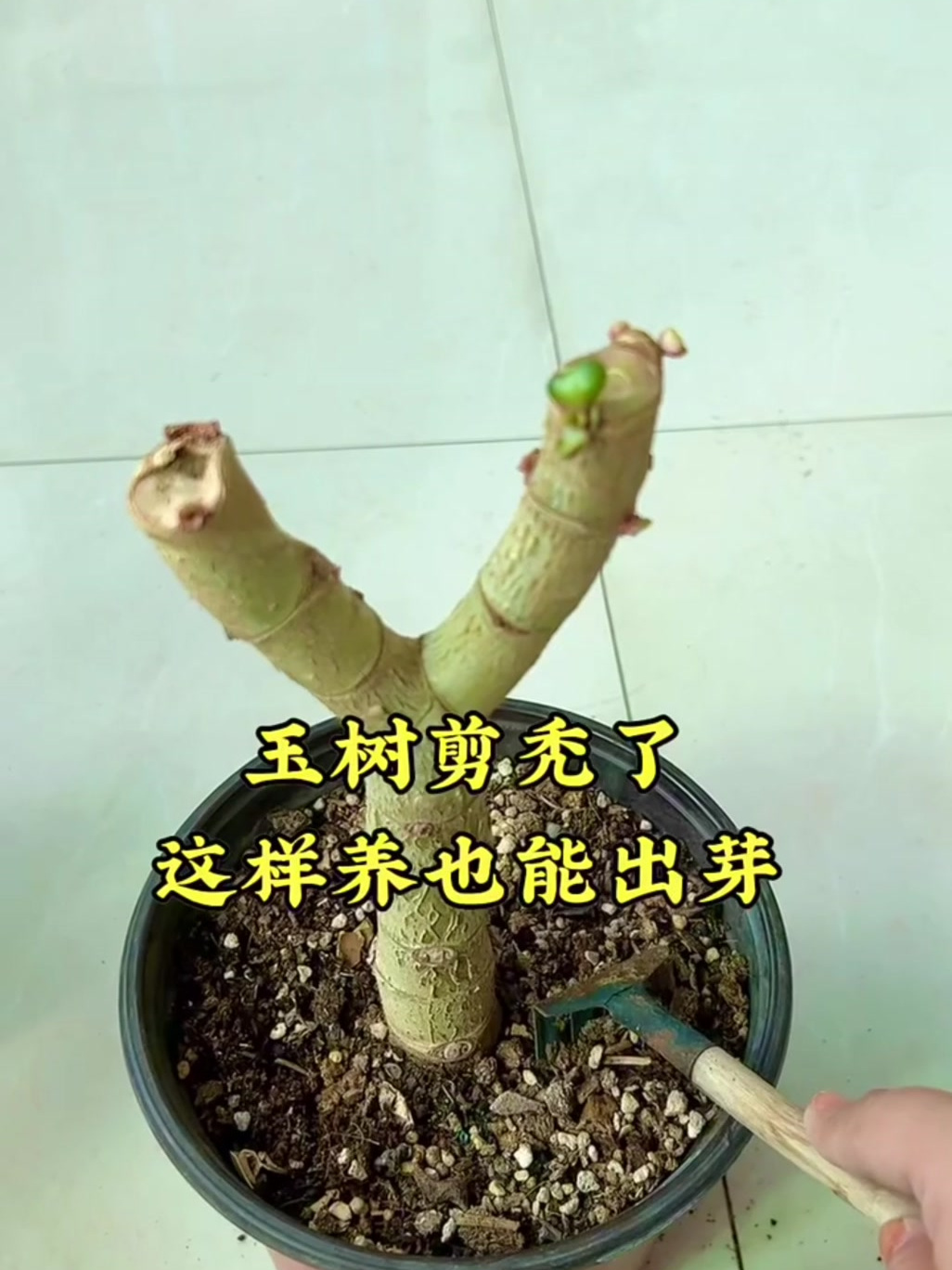 玉树修剪的技巧分享