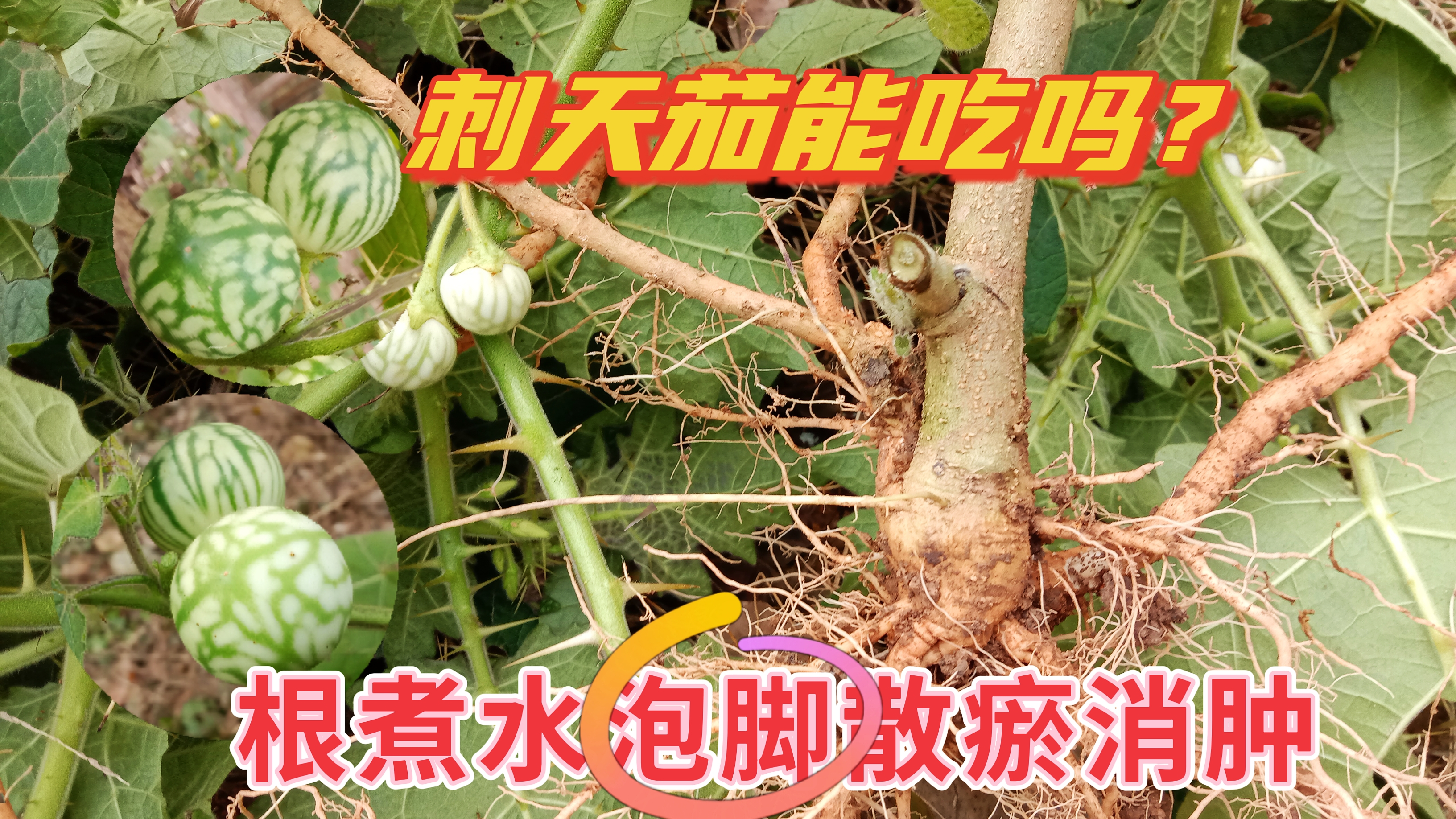 农民很讨厌的刺天茄,它的果子能吃吗?根煮水泡脚散瘀消肿