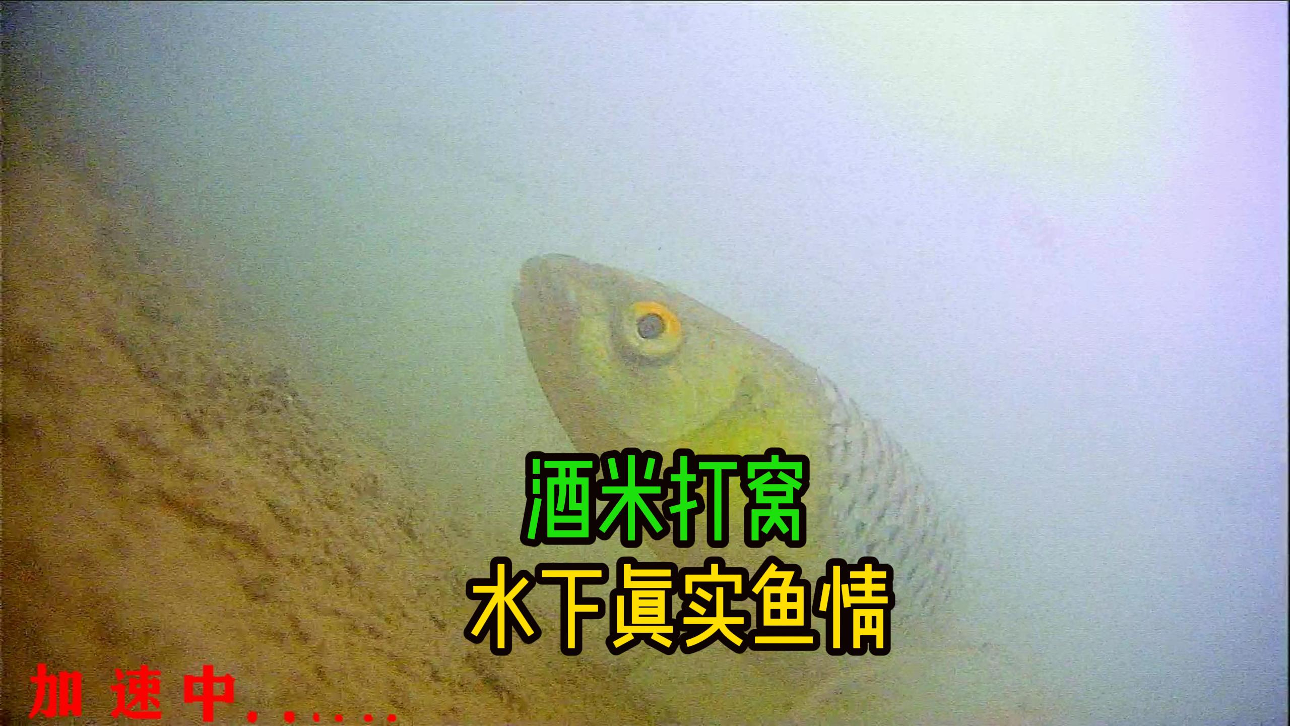 酒米打窝,水下真实鱼情,打窝预留发窝时间很关键