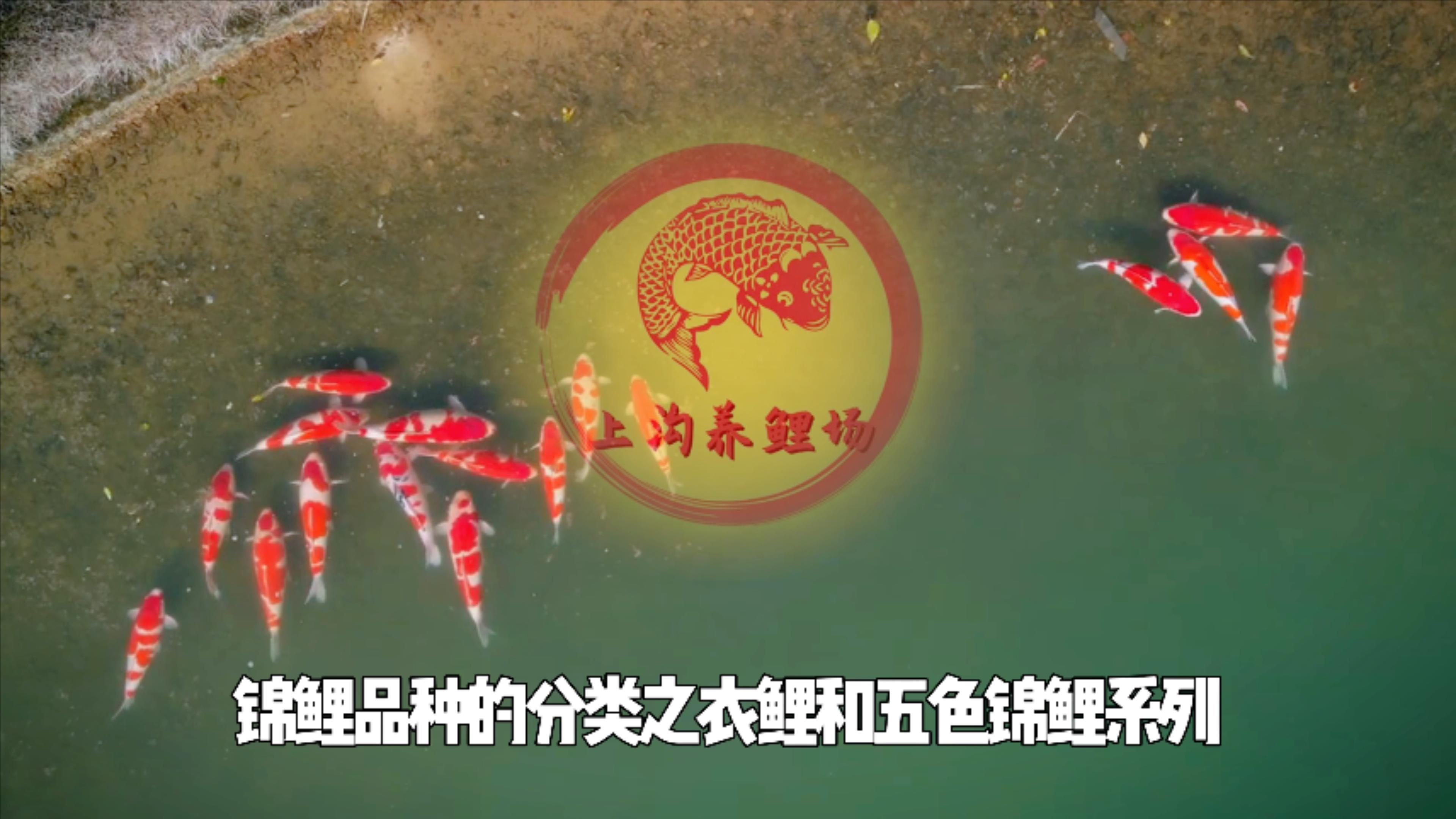 衣鲤和五色锦鲤的种类有哪些?场长说锦鲤品种分类之衣鲤和五色