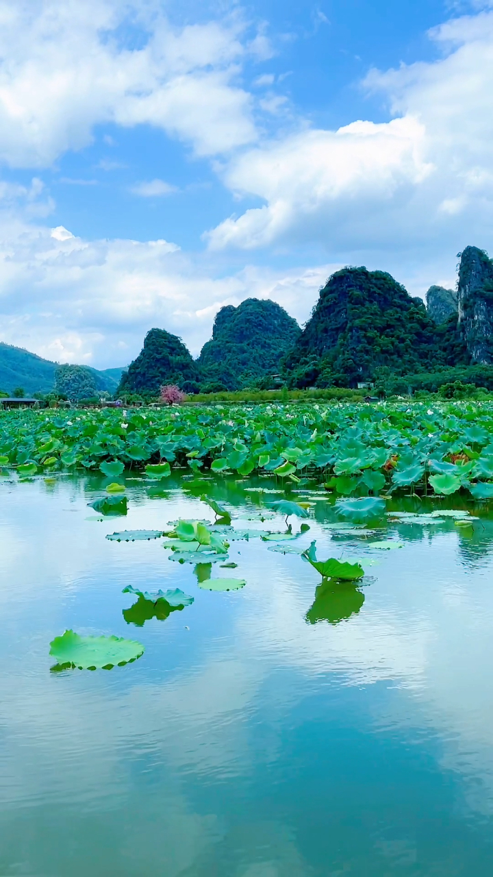 七月的广东英德百亩荷花绽放蓝天白云微风吹过超级漂亮不枉此行