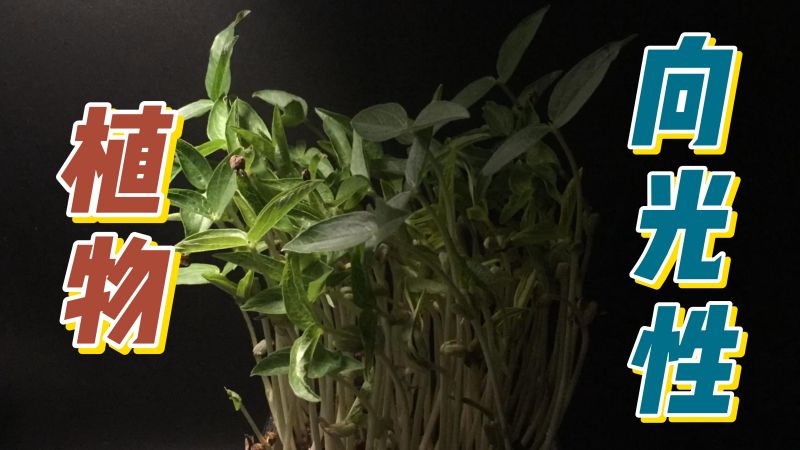 植物向光性实验,植物向光弯曲生长的秘密你知道吗,自然,植物,好看视频