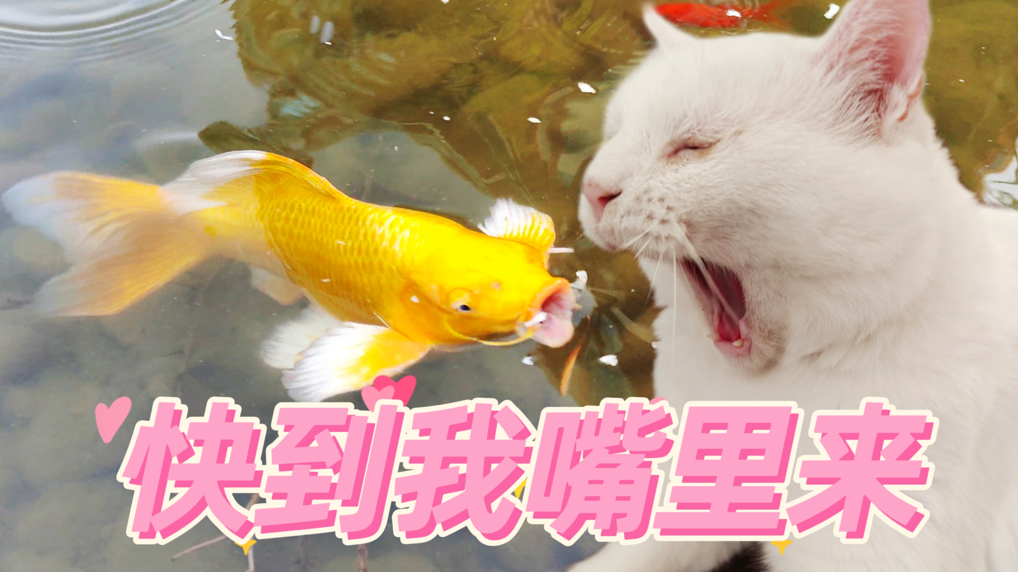 一大波开箱!养猫up转行养鱼也太难了叭