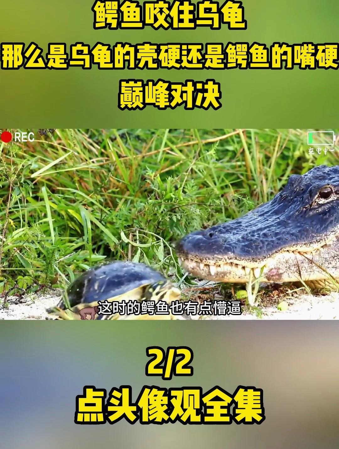 鳄鱼咬住乌龟,那么是乌龟的壳硬还是鳄鱼的嘴硬,巅峰对决2