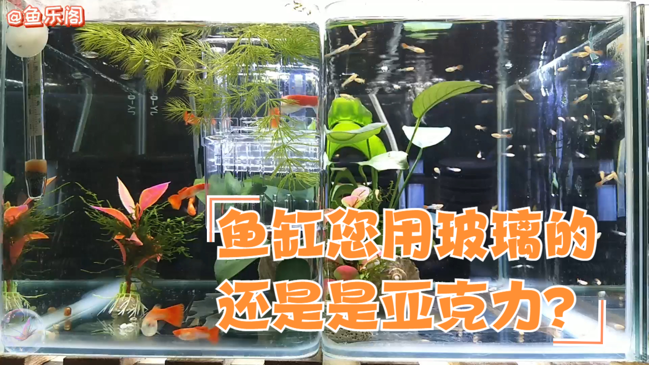 鱼缸玻璃的好还是亚克力的好,您选哪种?