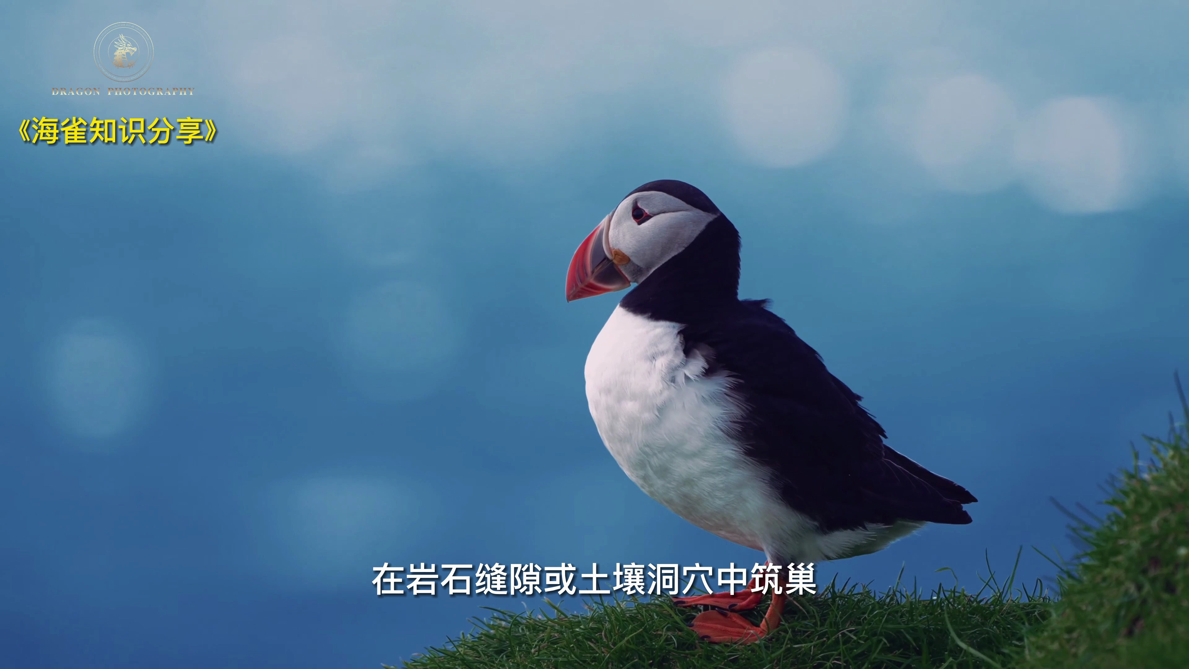 海雀被广泛认为是地球上最可爱的鸟类一起来了解认识下