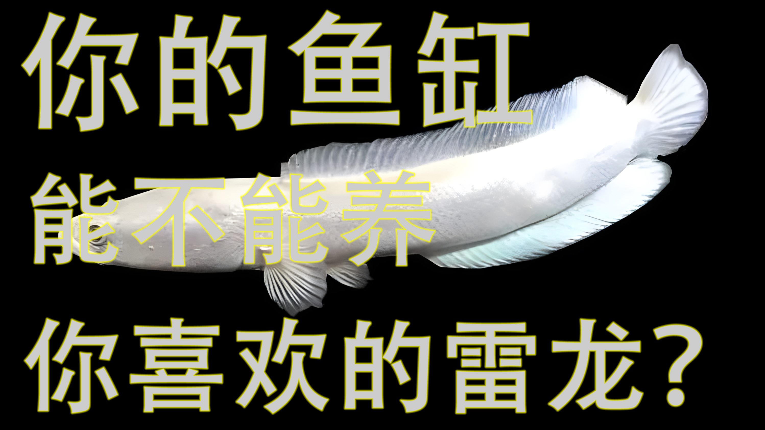你的鱼缸能不能养你喜欢的雷龙?不知道的快来看!