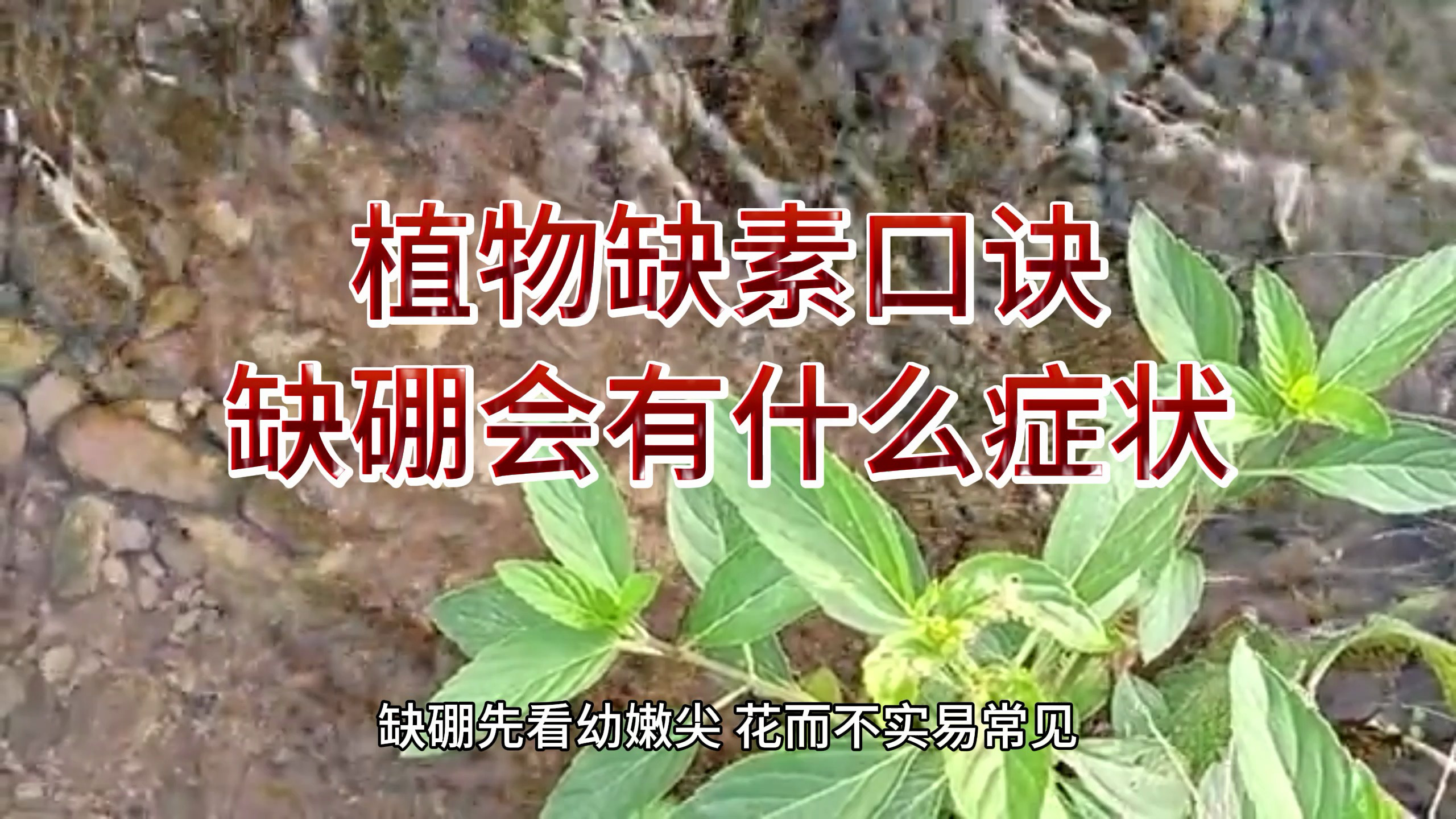 植物缺素口诀,缺硼会用什么症状