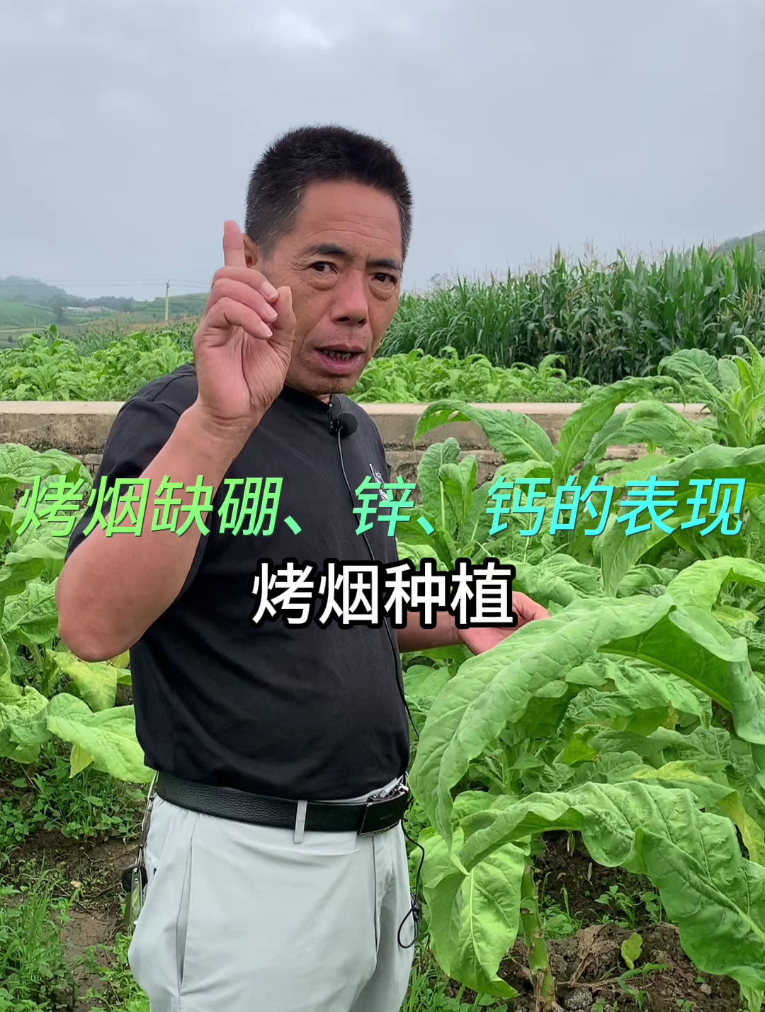 手把手带你辨认烤烟缺硼,缺锌,缺钙是什么表现,不要再认错了