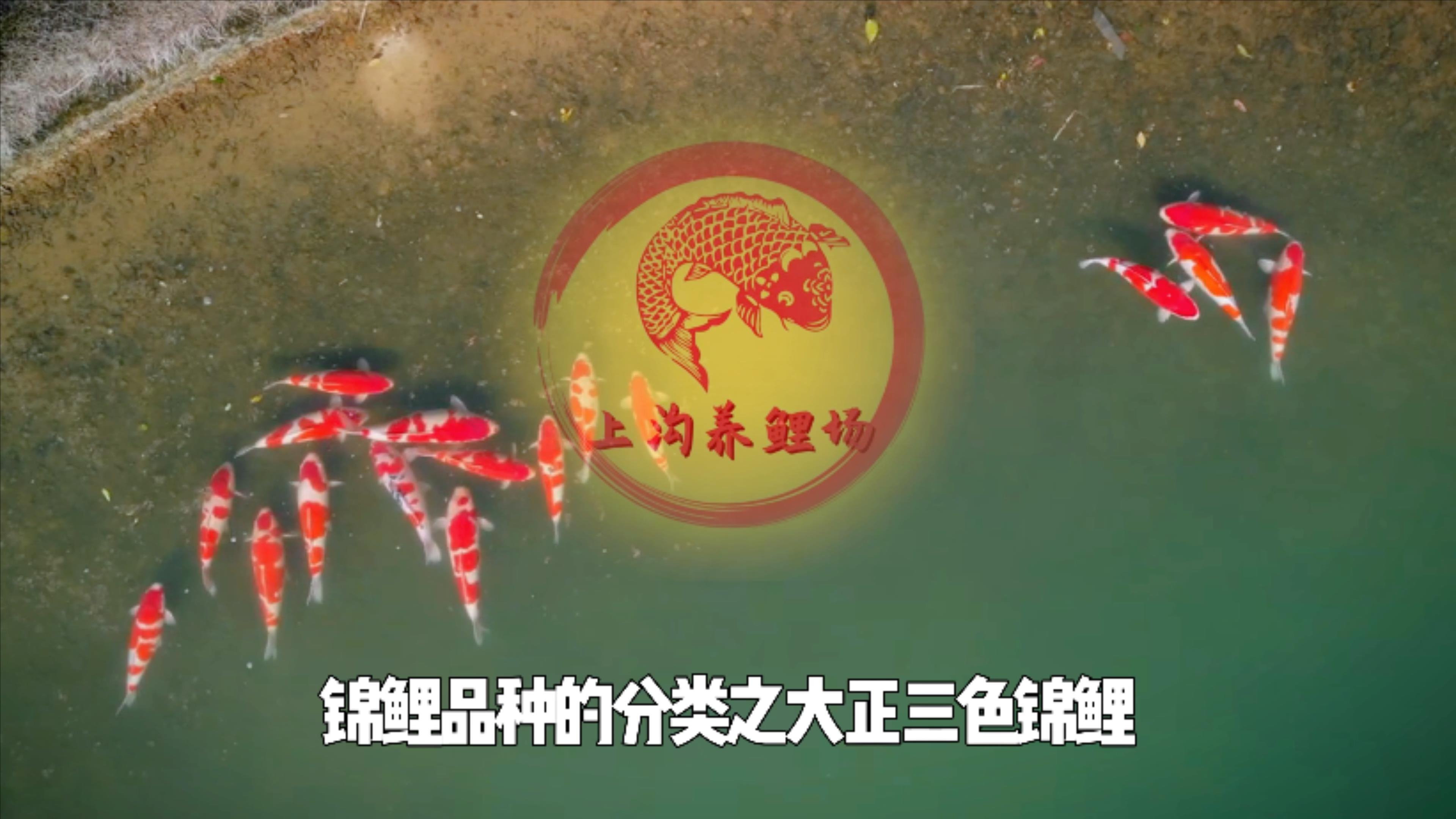 大正三色的种类有哪些呢?场长说锦鲤品种的分类之大正三色锦鲤