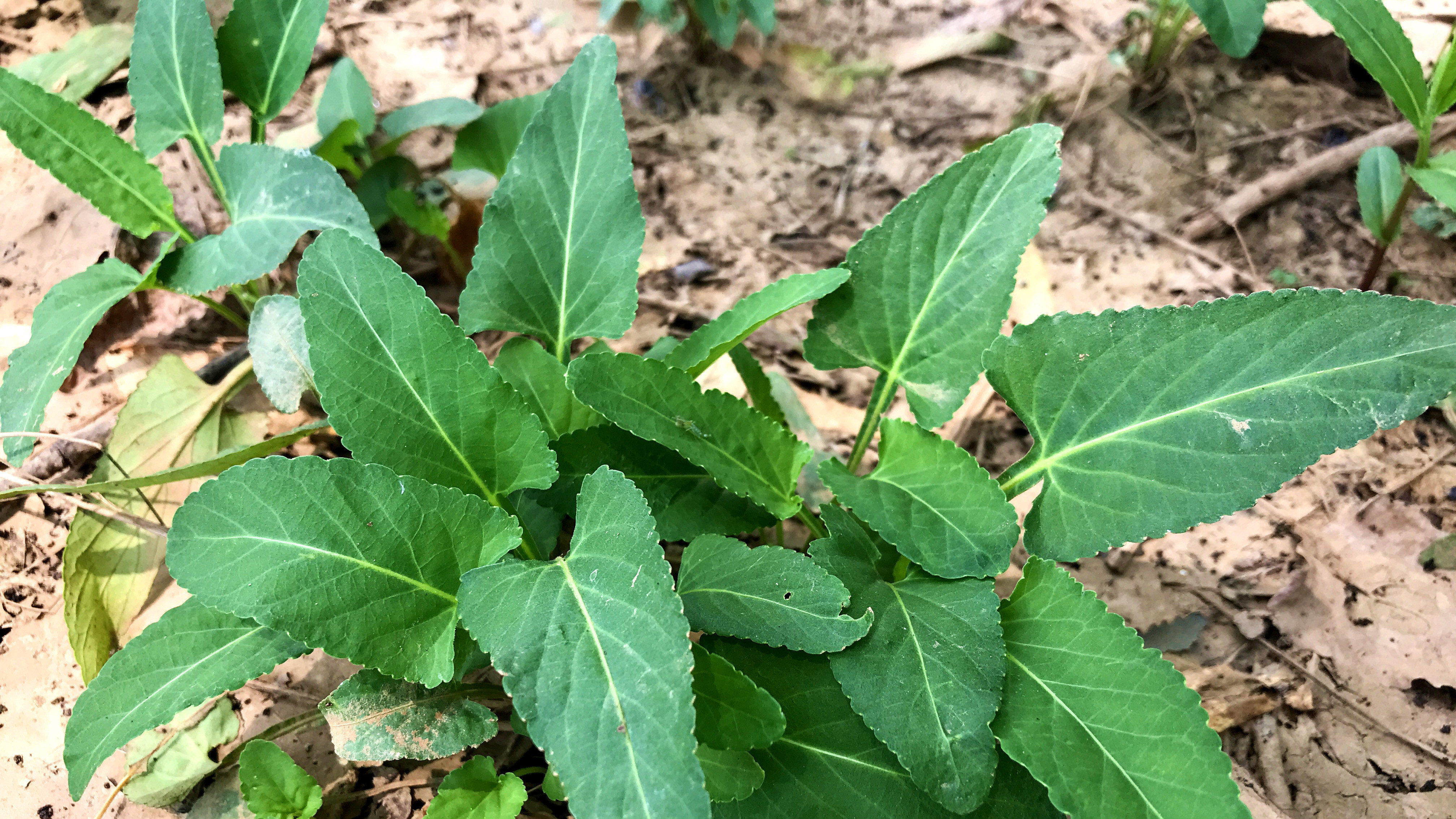 犁头草的价值与用途,你还不知道?懂的人当宝,看完就明白了