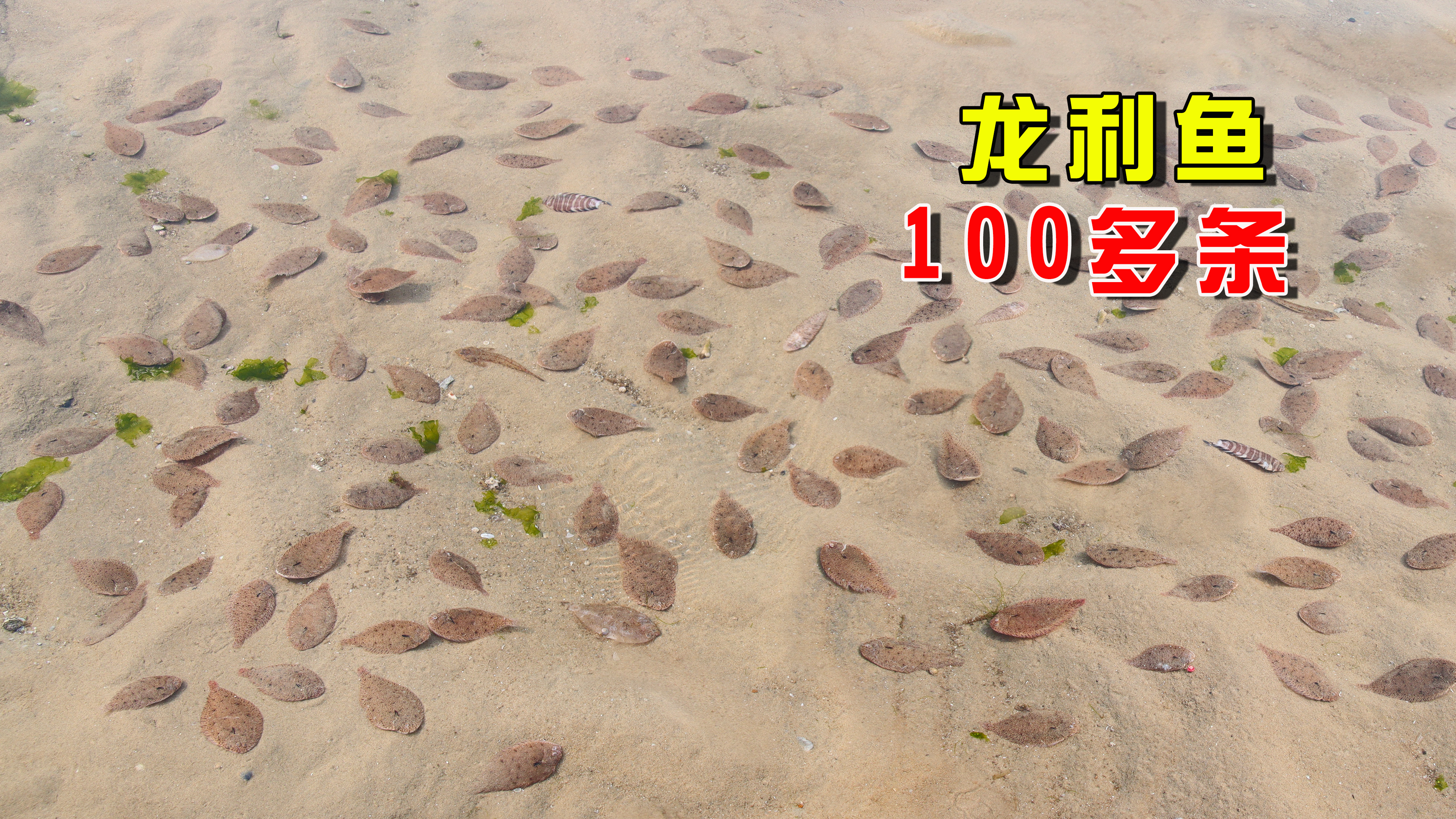 潮水退干后,水坑里100多条龙利鱼全被搁浅,还好来得早