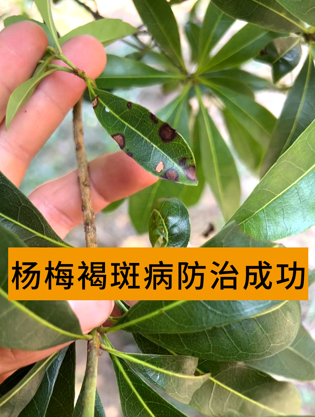 实验了半年,杨梅褐斑病得到控制,产量起来了-度小视