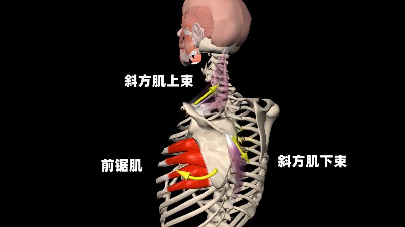 前锯肌在运动中到底发挥着什么样的作用呢?(二),体育,健身,好看视频