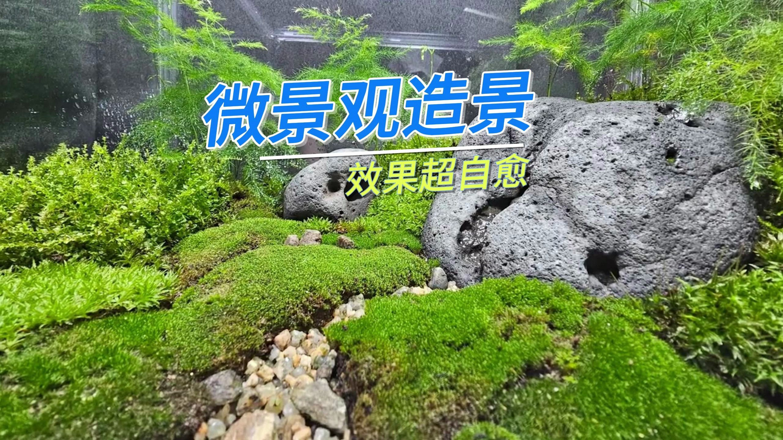 这种透明塑料盒,千万别扔,用它制作一个桌面微景观,自愈又美观