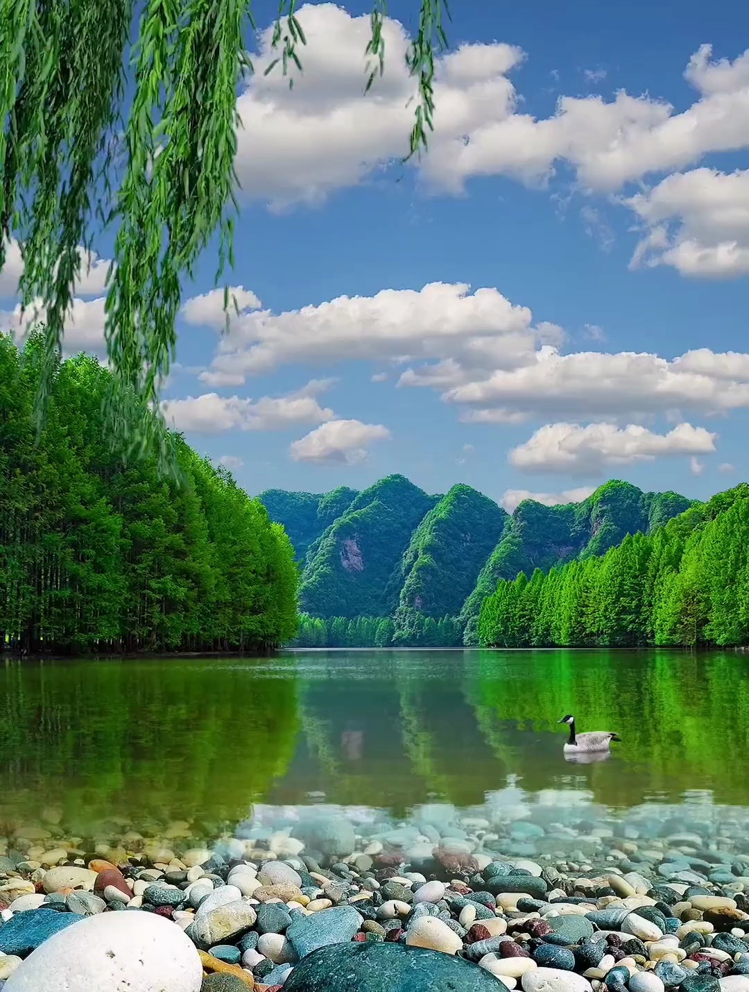 拍了整整一年,往返36次,终于拍齐了龙池湖的春夏秋冬