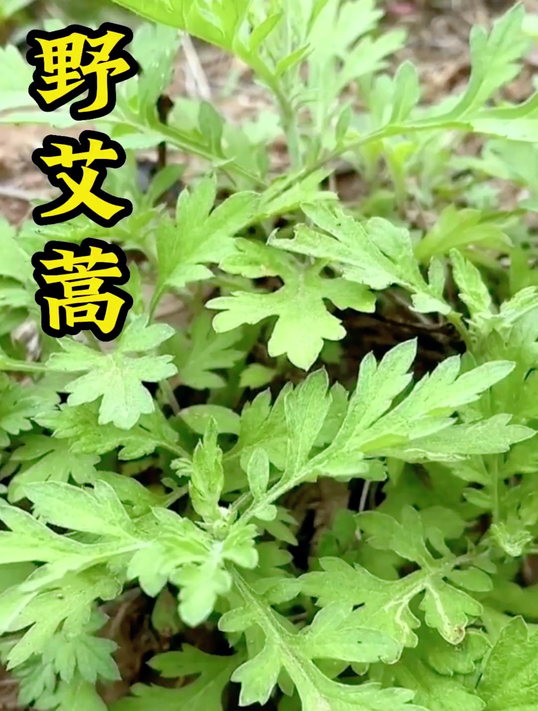 没想到野艾蒿还有这么多作用-度小视