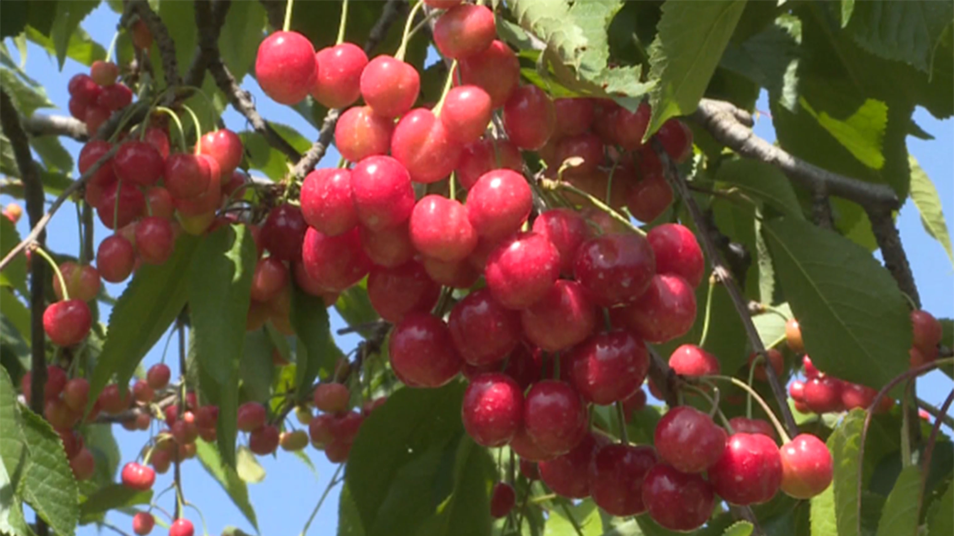 天水大樱桃为何如此受青睐?看完整个产销过程就明白了!