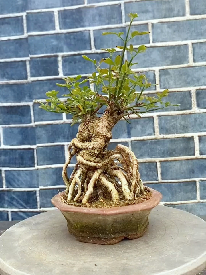 三年没换盆的提根矮霸小迎春!今天给它换盆加营养土修剪造型一下