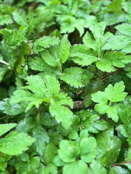 野菜鸭脚板-度小视