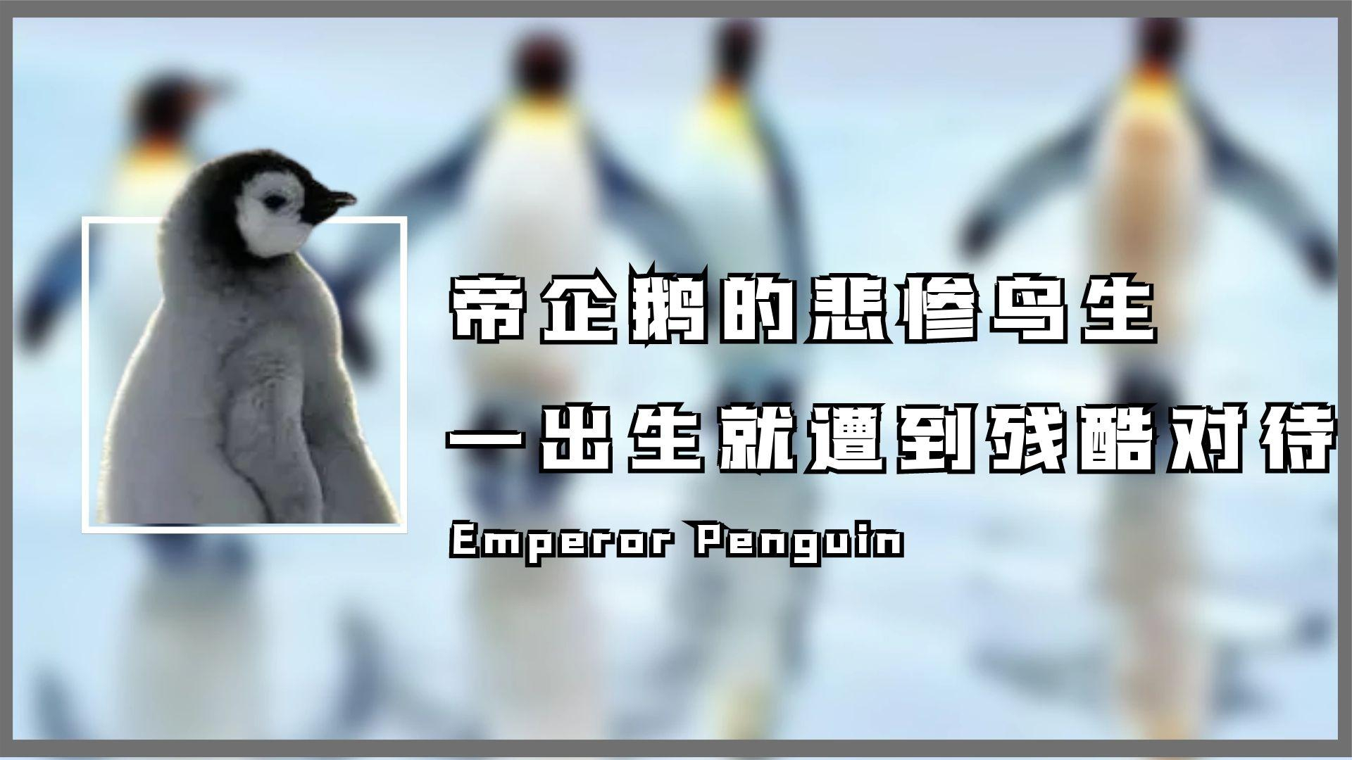 南极帝企鹅有多惨?一出生就要面临各种危险,能长大真的不容易