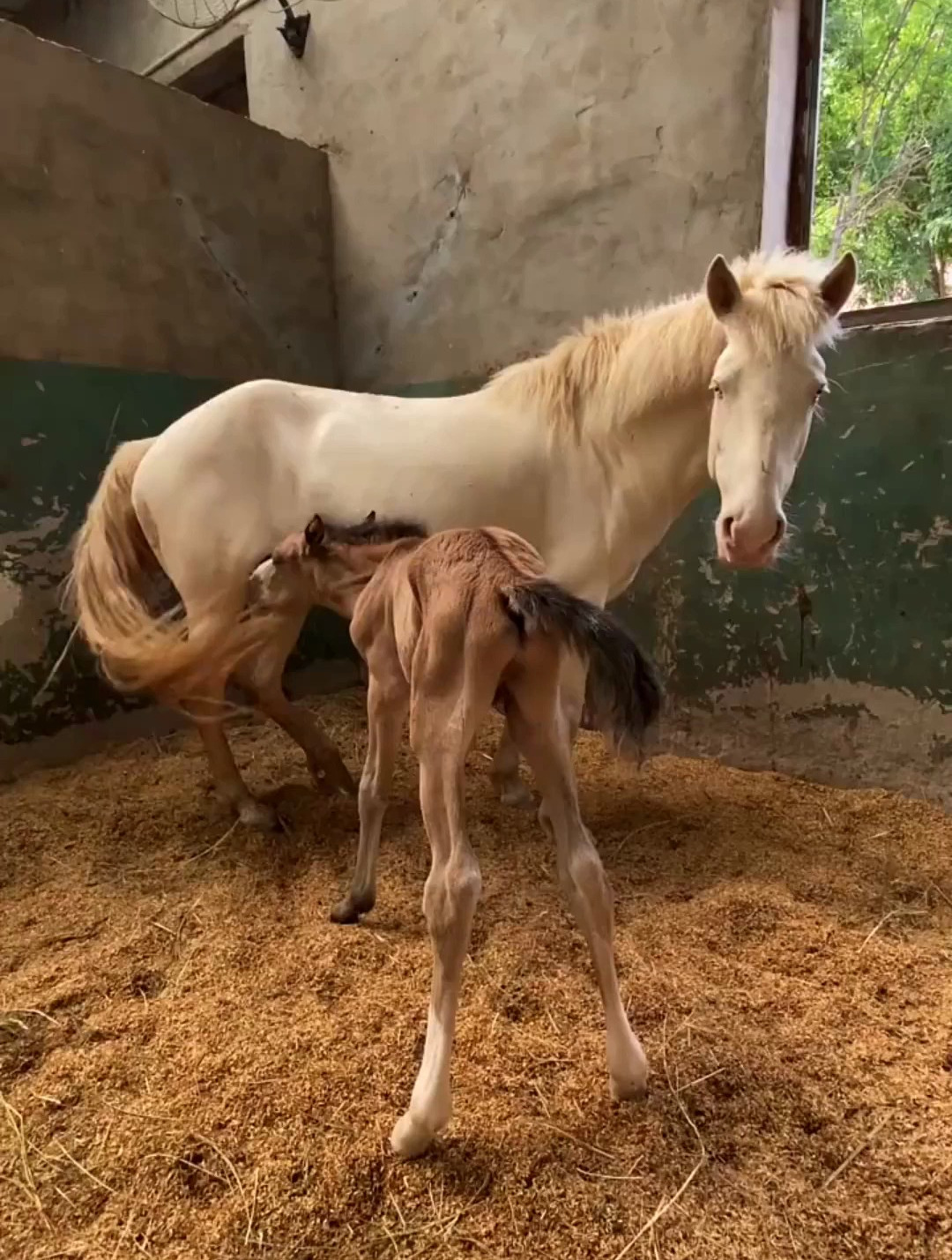 看見母馬後興奮極了!