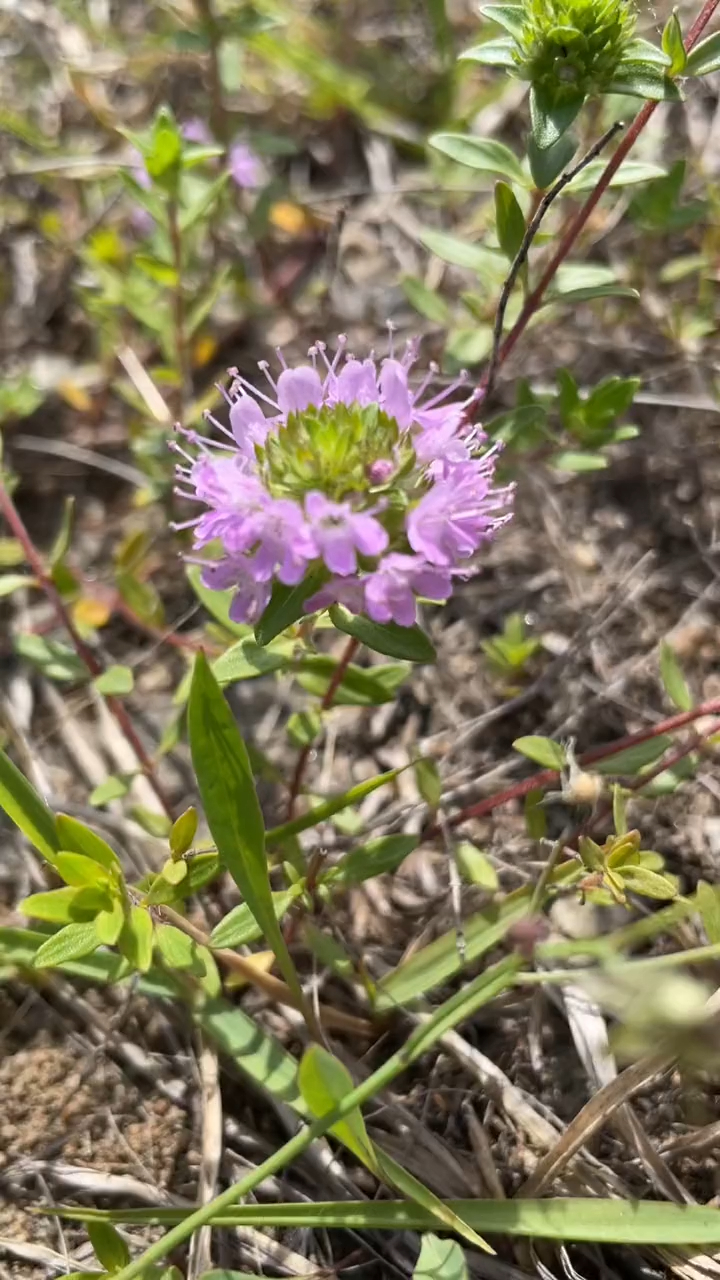 百里香是唇形科多年生芳香半灌木別稱地花椒山胡椒麝香草