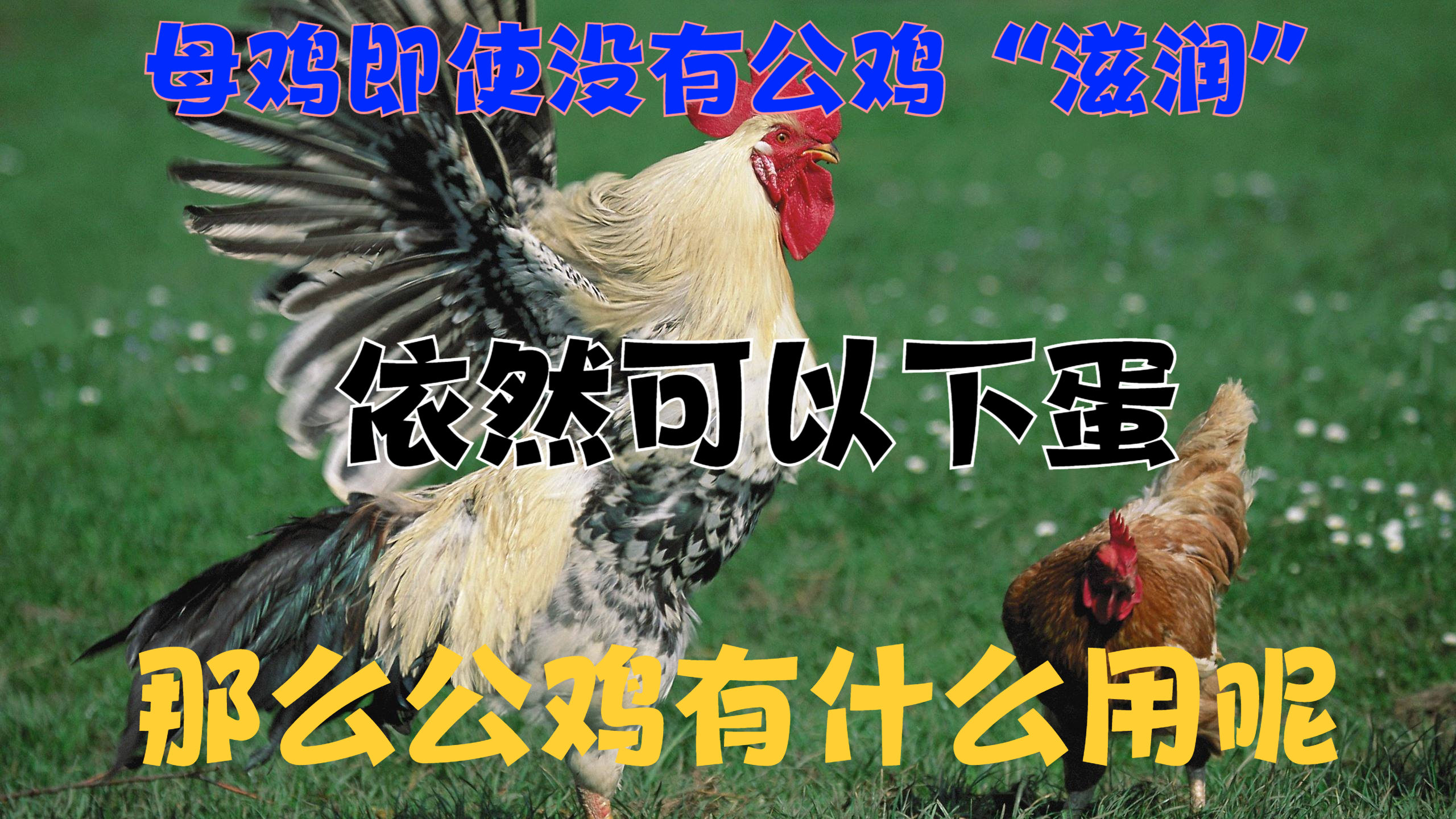母鸡即使没有公鸡“滋润”,依然可以下蛋,那么公鸡有什么用呢